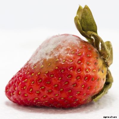 White Substance on Strawberries – Treating White Film On Strawberries