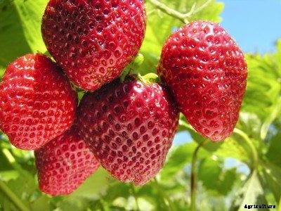 Sequoia Strawberry Care: How To Grow Sequoia Strawberry Plants