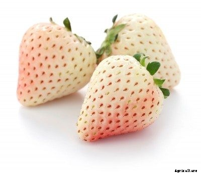 White Strawberry Plants: Tips For Growing White Strawberries