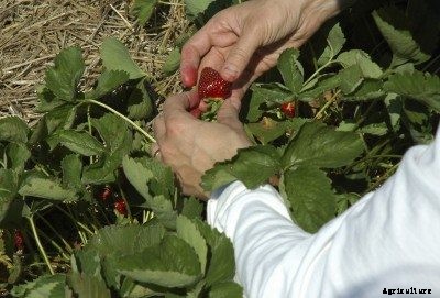 Picking Strawberry Fruit: When And How To Harvest A Strawberry