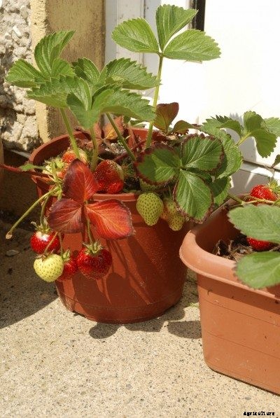 Growing Strawberries In Containers: How To Grow Strawberries In A Pot