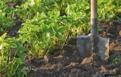 Thinning Out Strawberries: When And How To Renew A Strawberry Patch