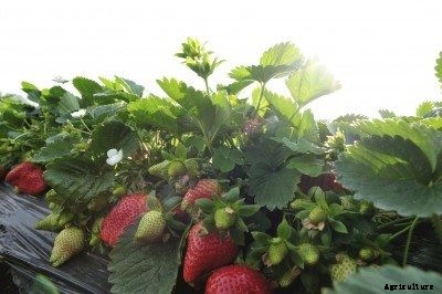 Strawberry Growing In Hot Weather: How To Grow Strawberries In High Heat
