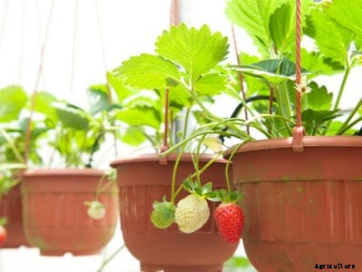 Hanging Strawberry Plants – Tips For Growing Strawberries In Hanging Baskets