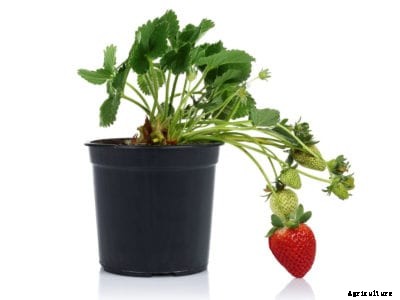 Growing Strawberries Inside: Caring For Strawberry Plants Indoors