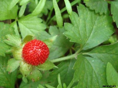 Planting Wild Strawberry Ground Cover – Growing Wild Strawberries