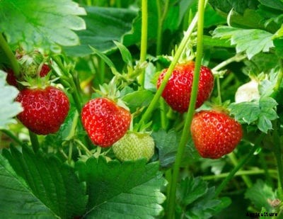 Fixing Strawberry Plants That Don’t Produce Fruit