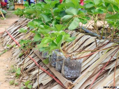 Growing Strawberry Runners: What To Do With Strawberry Runners