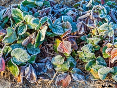 Tips For Winterizing Potted Strawberry Plants