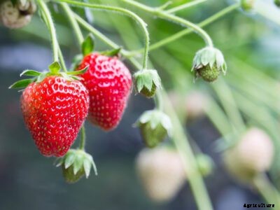 Strawberries Aren’t Sweet: Fixing Sour Strawberries Growing In Your Garden