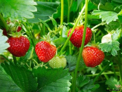 When To Plant Strawberries: Growing Tips For Strawberry Plants