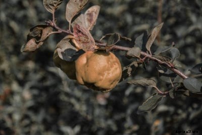 Common Pests Of Quince Trees – Tips On Treating Quince Tree Pests