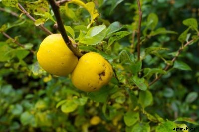 No Fruit On A Quince Tree – Why Is Quince Fruit Not Forming