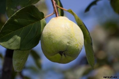How To Grow Quince In Containers – Tips For Growing Quince In A Pot