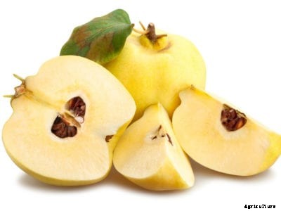 Quince Tree Propagation: How To Propagate Fruiting Quince Trees