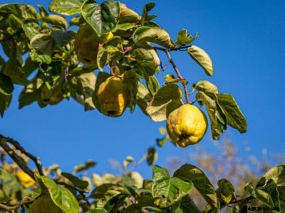 Moving A Quince Tree: Learn How To Transplant A Quince Tree