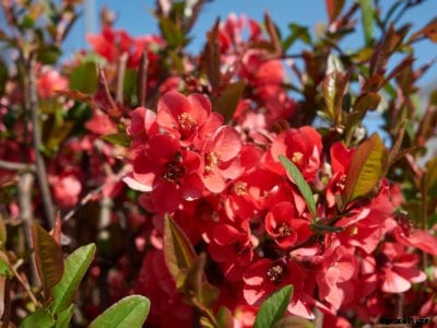 Making A Quince Hedge – How To Grow A Quince Fruit Tree Hedge
