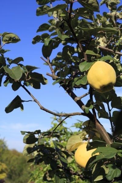 Pruning Quince Trees: Tips On Cutting Back Quince Fruit Trees