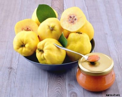 Quince Fruit Uses : What To Do With Quince Tree Fruit
