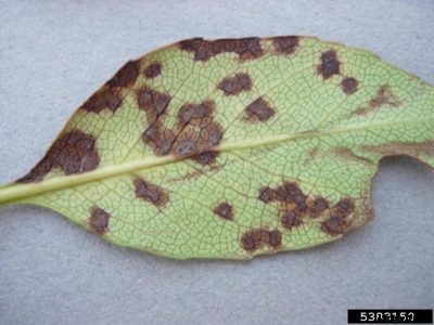 Quince Leaves Turning Brown – Treating A Quince With Brown Leaves