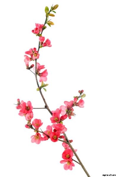 Quince Propagation: How To Grow Quince From Cuttings