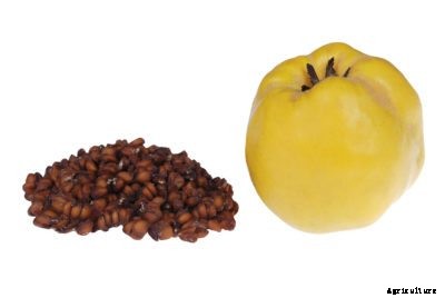 Can I Grow Quince Trees From Seed: Learn About Quince Seed Germination