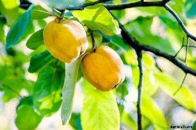 Quince Fruit Varieties – Quince Tree Types For The Landscape