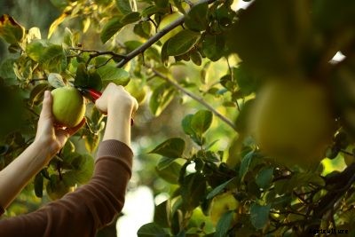 Harvesting Quince Fruit – How To Pick Quince Tree Fruit