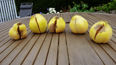 Quince Fruit Split: Why Is My Quince Fruit Cracking