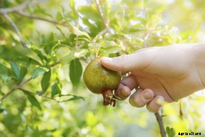 Picking Pomegranates – Learn About Harvesting Pomegranate Fruit
