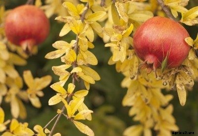 Yellowing Leaves On Pomegranate: Why Pomegranate Leaves Turn Yellow
