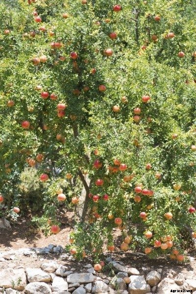 Pomegranate Tree Pruning – Learn About The Cutting Of Pomegranates