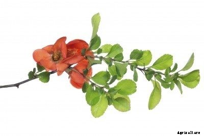 Propagating Pomegranate Trees: How To Root A Pomegranate Tree