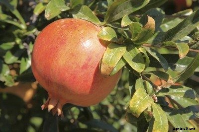Pomegranate Leaf Curl: Why Pomegranate Tree Leaves Are Curling