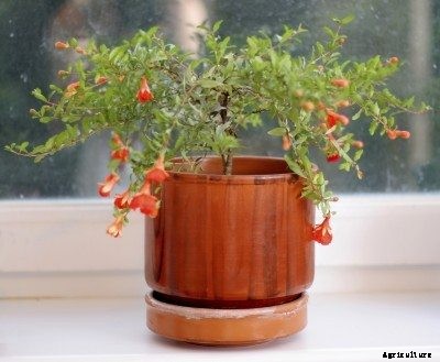 Pomegranate Houseplants – How To Grow Pomegranates Inside