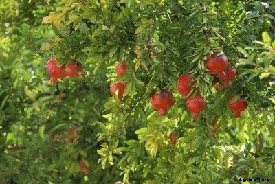 Feeding Pomegranates: Learn About Fertilizer For Pomegranate Trees