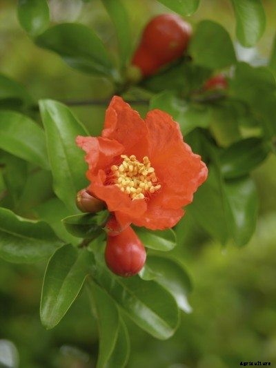 Pomegranate Tree Pollination: Are Pomegranate Trees Self Pollinating
