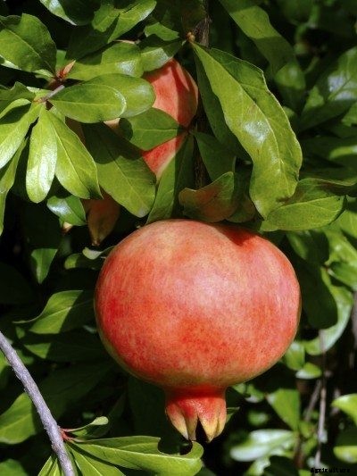 Pomegranate Tree Types – Tips On Choosing Varieties Of Pomegranate