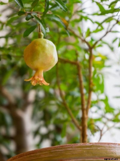 Container Grown Pomegranate Trees – Tips On Growing A Pomegranate In A Pot