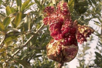 Splitting Pomegranate Fruit: Reasons Pomegranates Split Open On The Tree