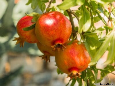 What Is Black Heart Disease: Rotting Black Seeds In Pomegranate Fruit