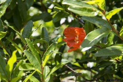 Why Pomegranate Blooms Fall: What To Do For Dropping Flowers On Pomegranate