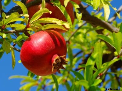 No Pomegranates On Trees: How To Get A Pomegranate To Set Fruit