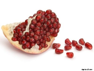 Planting Pomegranate Trees: How To Grow A Pomegranate Tree From Seeds