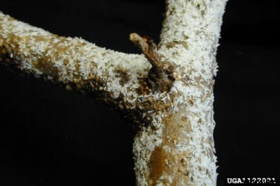 Control Of White Peach Scale: White Peach Scale Treatment Options