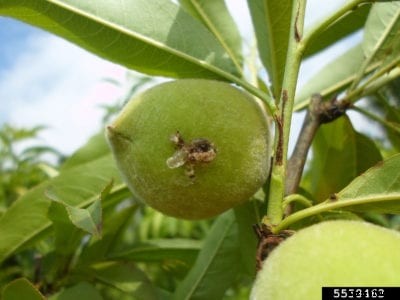 Fruit Moth In Peaches – How To Kill Oriental Fruit Moths On Peaches