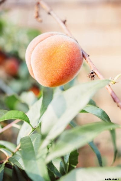 Intrepid Peach Care – How To Grow An Intrepid Peach Tree Variety