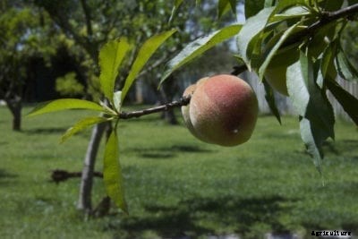Belle Of Georgia Peaches – Tips For Growing A Belle Of Georgia Peach Tree