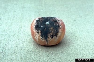 Peach Rhizopus Rot Control: How To Treat Rhizopus Rot Of Peaches