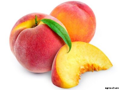 Earligrande Peach Care – Growing Earligrande Peaches At Home